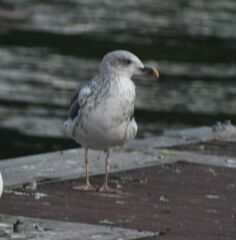 Larus fuscus