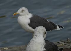 Larus fuscus