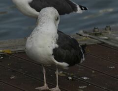 Larus fuscus