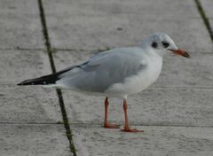 Chroicocephalus ridibundus