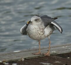 Larus fuscus