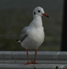 Chroicocephalus ridibundus