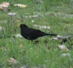 Turdus merula