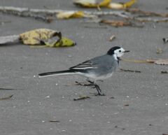 Motacilla alba