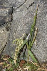 Panicum miliaceum