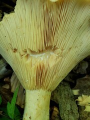 Lactarius yazooensis