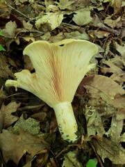 Lactarius yazooensis