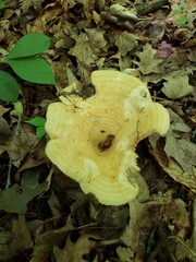 Lactarius yazooensis