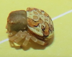 Thomisops pupa
