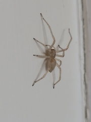 Cheiracanthium mildei