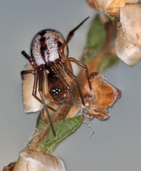 Microlinyphia pusilla