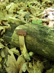Leccinellum quercophilum