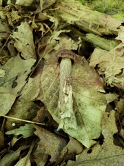 Leccinellum quercophilum