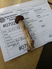 Leccinellum quercophilum