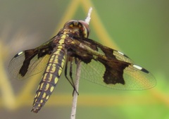 Palpopleura portia