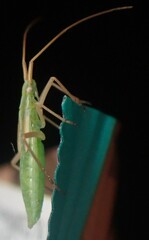 Megaloceroea recticornis