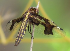 Palpopleura portia