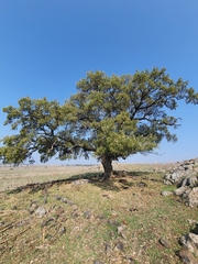 Quercus ithaburensis