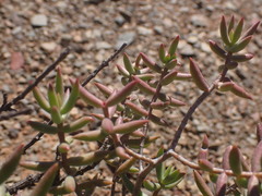 Crassula tetragona