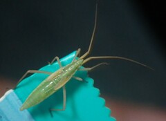 Megaloceroea recticornis