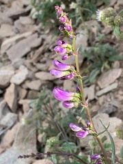 Penstemon strictus
