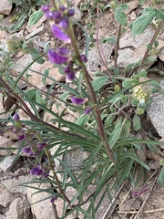 Penstemon strictus