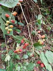 Rubus