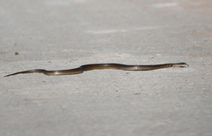 Fowlea flavipunctata