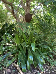Pandanus dubius