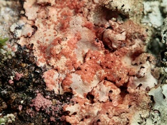Marchandiomyces corallinus