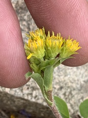 Oreochrysum parryi