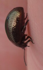Chrysolina hyperici