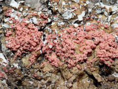 Marchandiomyces corallinus