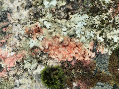Marchandiomyces corallinus