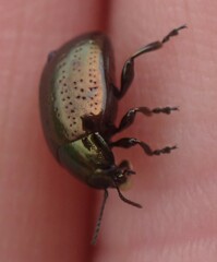 Chrysolina hyperici