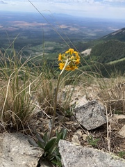Senecio integerrimus