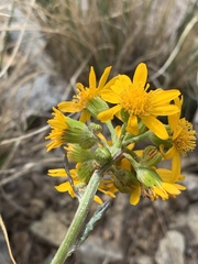Senecio integerrimus