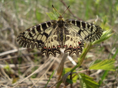 Zerynthia polyxena