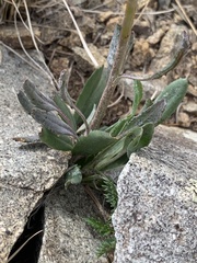 Senecio integerrimus