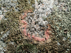 Marchandiomyces corallinus