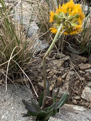 Senecio integerrimus
