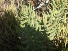 Crassula tetragona