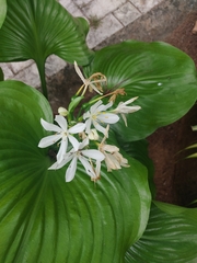 Proiphys amboinensis