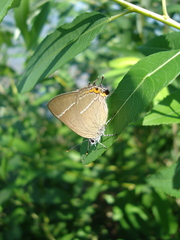 Satyrium w-album