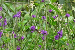 Chaetocercus heliodor