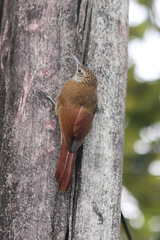 Lepidocolaptes lacrymiger