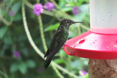 Heliodoxa leadbeateri