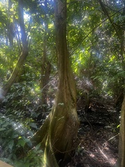 Pterocarpus officinalis