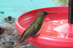 Heliodoxa leadbeateri