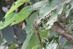 Leptopogon superciliaris